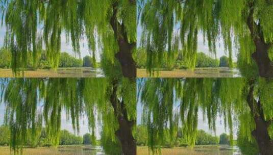 河边的柳树枝叶在微风中摇曳高清在线视频素材下载