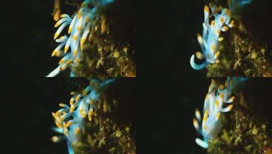 海底珊瑚虫微距特写高清在线视频素材下载