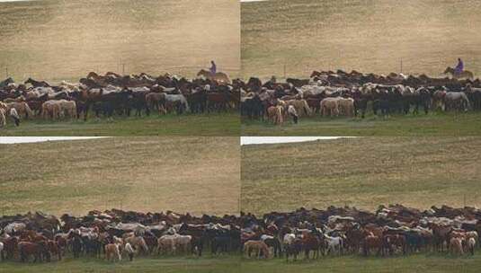 高清实拍草原马骑马一群马内蒙古高清在线视频素材下载