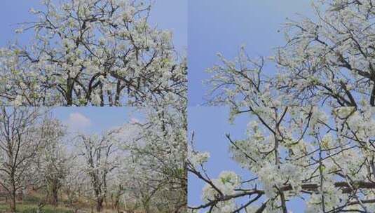 春天绽放的梨花合集高清在线视频素材下载