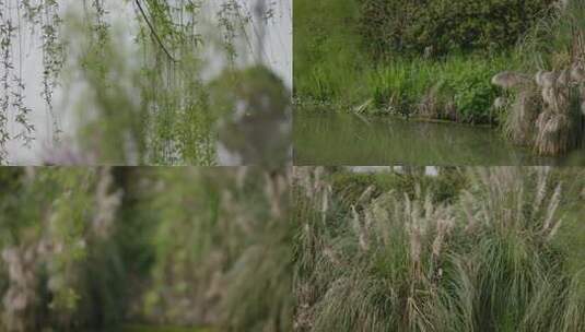 杨柳柳条小河边春天高清在线视频素材下载