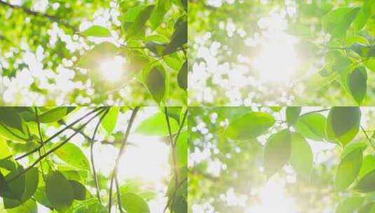自然写意夏日阳光穿过树叶逆光树林高清在线视频素材下载
