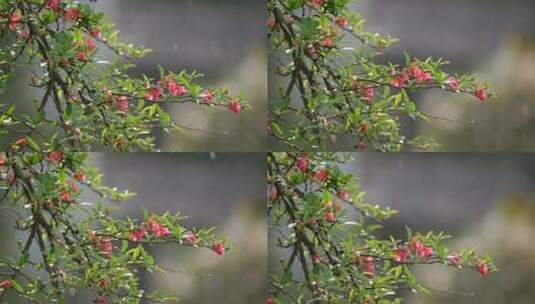 春雨中的红色小花高清在线视频素材下载