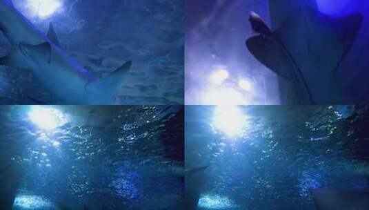 6767 水族馆 鲨鱼 海底高清在线视频素材下载