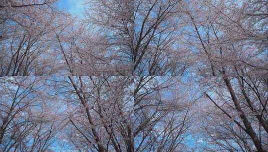 贵州平坝樱花实拍高清在线视频素材下载