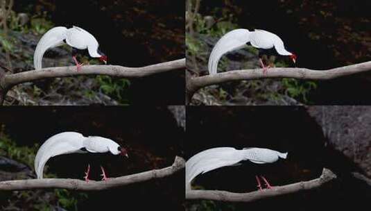 "林中仙子"白鹇在溪水边觅食高清在线视频素材下载