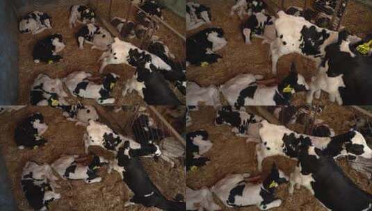 奶牛 小奶牛 奶牛场 奶牛养殖 (95)高清在线视频素材下载