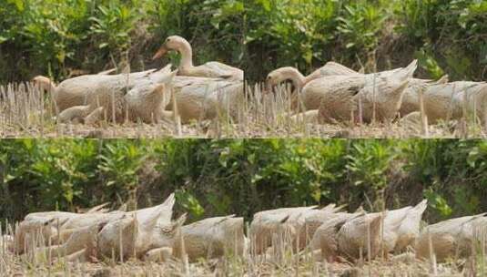 农村散养鸭子慢镜头升格实拍高清在线视频素材下载