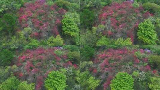 杭州余杭鸬鸟山顶杜鹃花春天映山红航拍高清在线视频素材下载