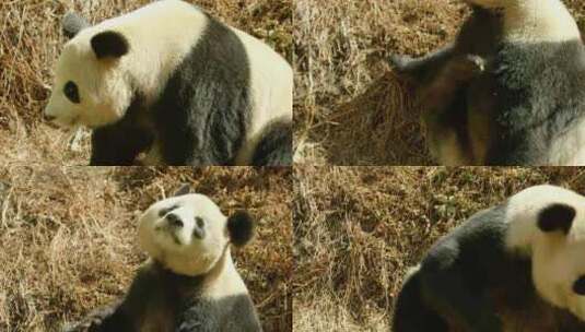 大熊猫视频素材高清在线视频素材下载