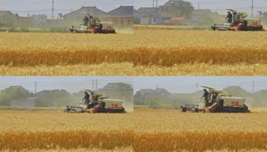 航拍金黄麦穗田地收割机收割小麦高清在线视频素材下载