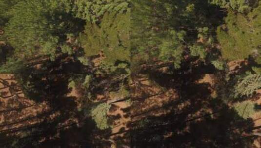 树木和森林的美丽景色高清在线视频素材下载