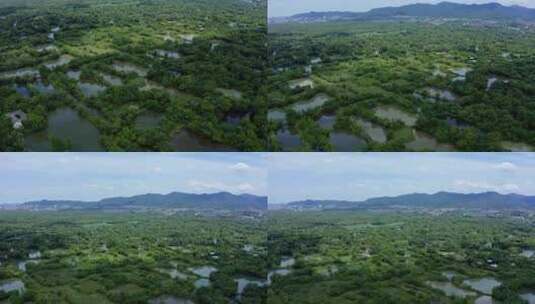 航拍杭州西溪湿地风光高清在线视频素材下载