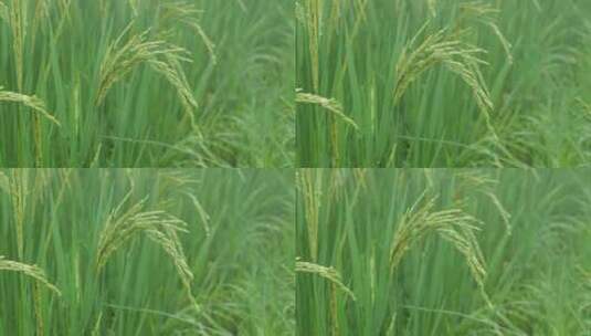 雨天稻田 水稻 稻穗 水稻丰收 水稻生长高清在线视频素材下载