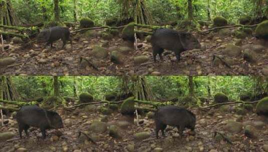 热带雨林中的野猪高清在线视频素材下载