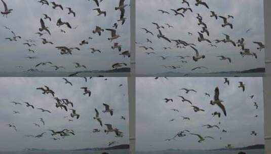 大海海洋海鸥飞翔高清在线视频素材下载