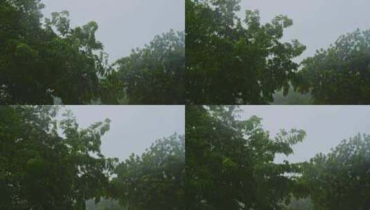 风雨交加树木树叶雨景雨季雨水雨滴下雨高清在线视频素材下载