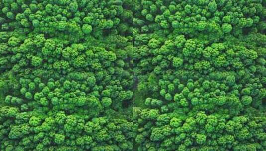 4k鸟瞰森林风景绿水青山绿色自然航拍高清在线视频素材下载