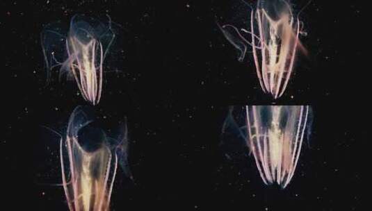 海底发光水母高清在线视频素材下载