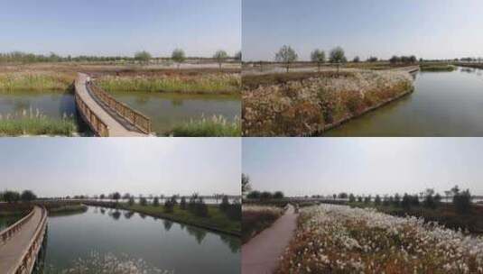 滹沱河景观带小河小桥芦苇丛高清在线视频素材下载