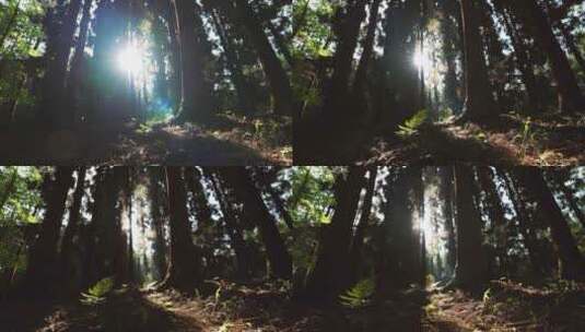 阳光森林、森林光影、松树林树影实拍高清在线视频素材下载