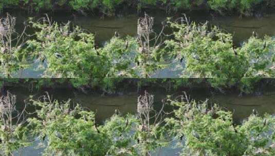 湿地水岸树林水鸟高清在线视频素材下载