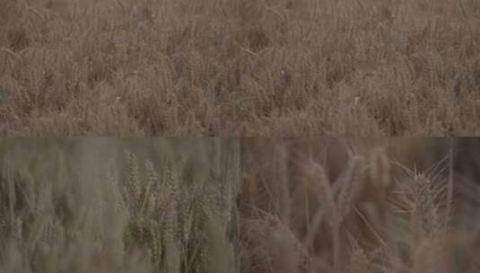 小麦 麦穗 麦田高清在线视频素材下载