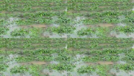 雨后被淹的农作物 红薯高清在线视频素材下载