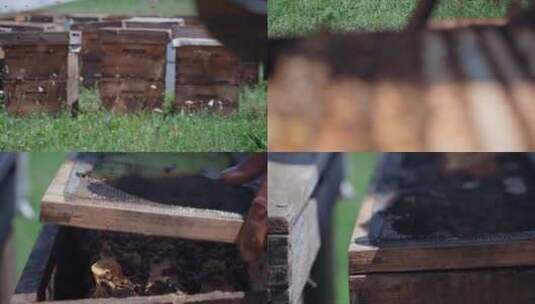 草原上的养蜂人高清在线视频素材下载