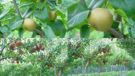 新鲜黄花梨 种植基地高清在线视频素材下载