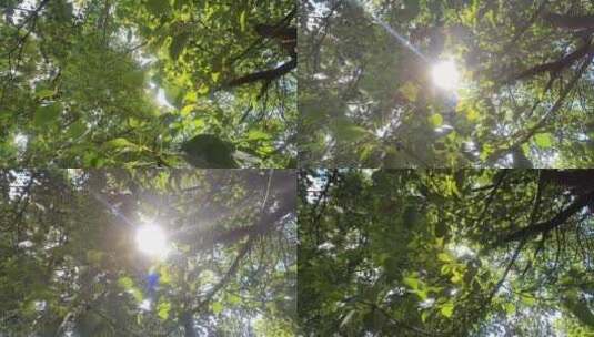 阳光照耀下的树叶高清在线视频素材下载