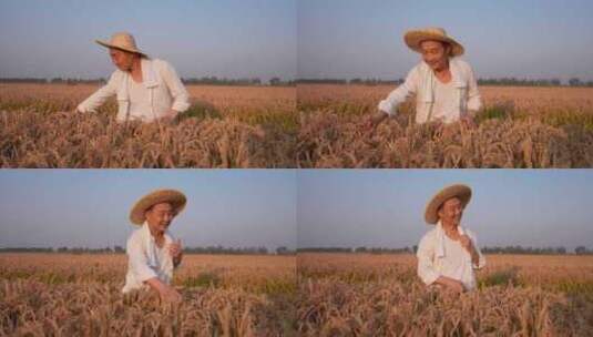 农民微笑 稻田丰收高清在线视频素材下载