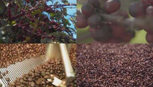 采摘咖啡豆生产烤制咖啡豆烘焙高清在线视频素材下载