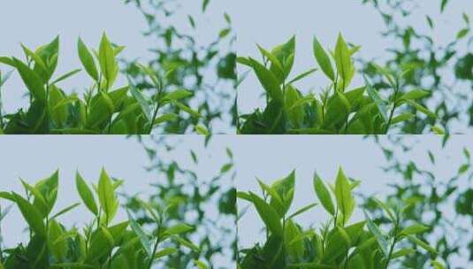 茶叶茶芽滴水茶树茶园自然生长空镜高清在线视频素材下载
