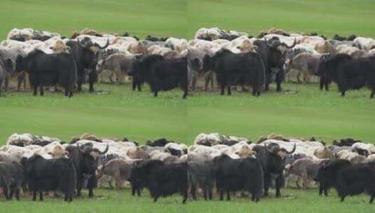 草原上的牦牛群高清在线视频素材下载