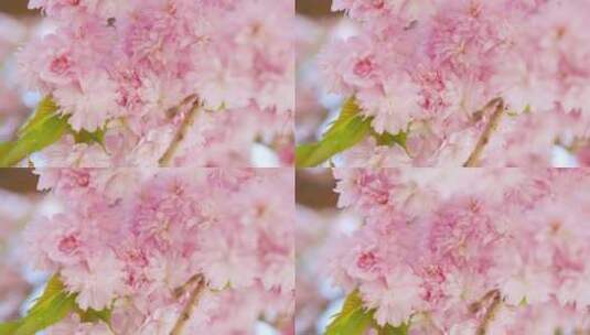 盛开的粉色樱花高清在线视频素材下载