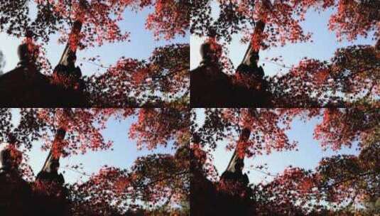 秋天江南园林古风建筑和色彩鲜艳的枫叶高清在线视频素材下载
