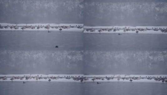 冬季湖面上野生的大雁和野鸭子在飞翔觅食高清在线视频素材下载