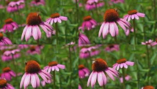 蜜蜂在松果菊的花丛中采蜜高清在线视频素材下载