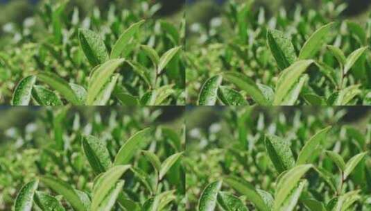 茶山茶园红茶绿茶茶叶种植高清在线视频素材下载