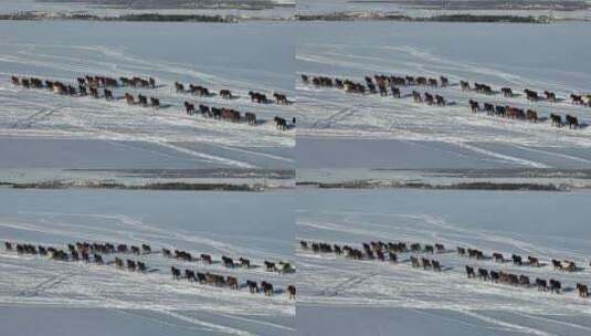 航拍呼伦贝尔冬季草原马群-92高清在线视频素材下载