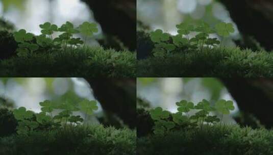 美丽森林中三叶草高清在线视频素材下载