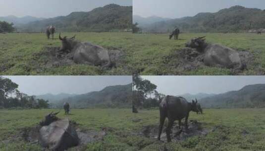 海南农田里的水牛吃草高清在线视频素材下载