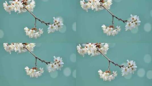 4k池塘边的樱花花簇特写高清在线视频素材下载