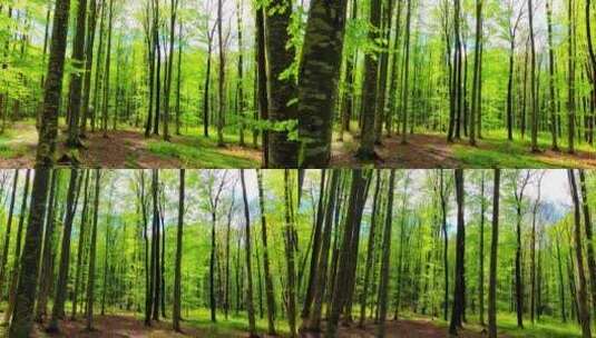 走在绿色的森林高清在线视频素材下载