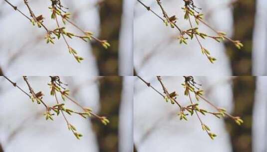 春天植物生长绿色发芽芽孢枝头特写高清在线视频素材下载