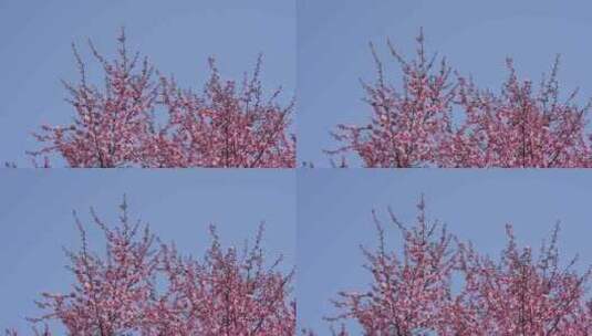 春天粉红色梅花盛开在春风中摆动高清在线视频素材下载