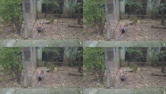 动物园的鸟类白冠长尾雉高清在线视频素材下载