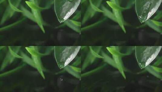 水滴在叶子上特写高清在线视频素材下载