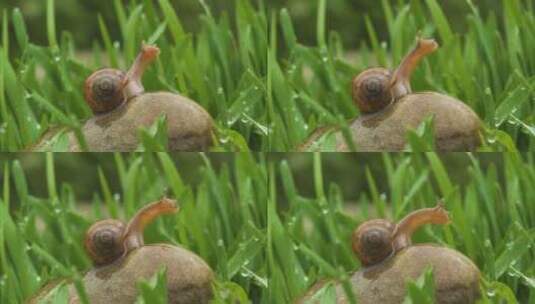 蜗牛爬行特写高清在线视频素材下载